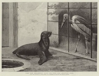 The New Neighbour, Cape Sea Lion and Adjutant Bird